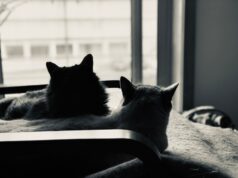 Natural Indoor Cat Care: Tips for a Happy Cat & Owner How to Care for Indoor Cats Naturally: Tips for a Happy Pet and Owner