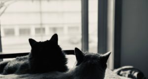 Natural Indoor Cat Care: Tips for a Happy Cat & Owner How to Care for Indoor Cats Naturally: Tips for a Happy Pet and Owner