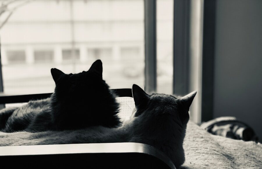 How to Care for Indoor Cats Naturally: Tips for a Happy Pet and Owner