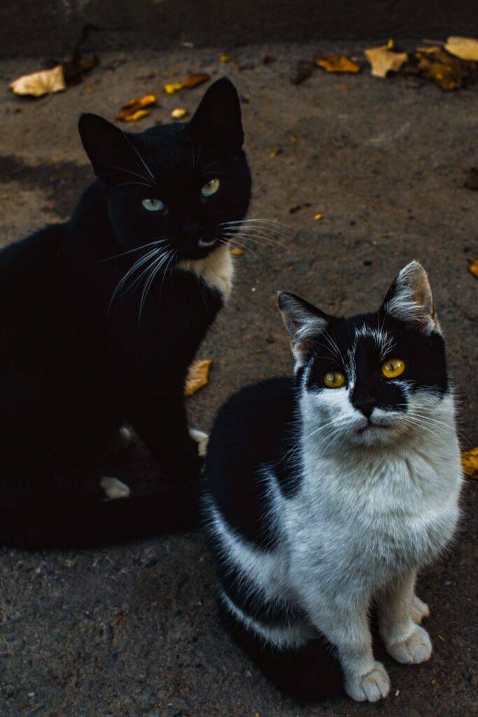Natural Indoor Cat Care: Tips for a Happy Cat Owner