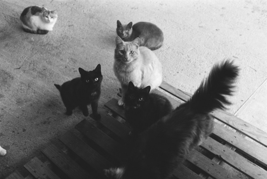 Natural Indoor Cat Care: Tips for a Happy Cat Owner