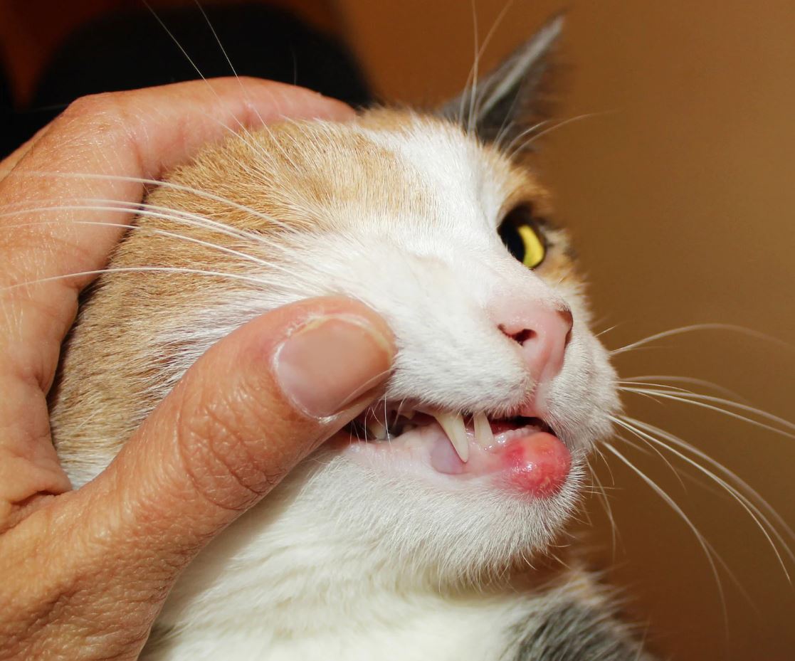 Best diet for senior cats