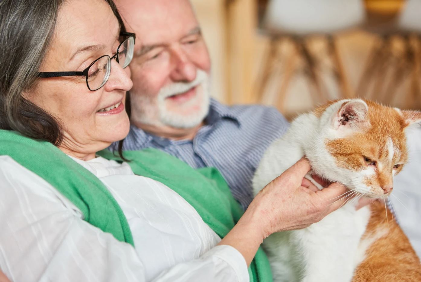 Best diet for senior cats