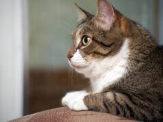 Best Diet for Senior Cats with Allergies: A Guide for Pet Owners Best diet for senior cats with allergies