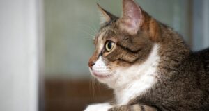 Best Diet for Senior Cats with Allergies: A Guide for Pet Owners Best diet for senior cats with allergies