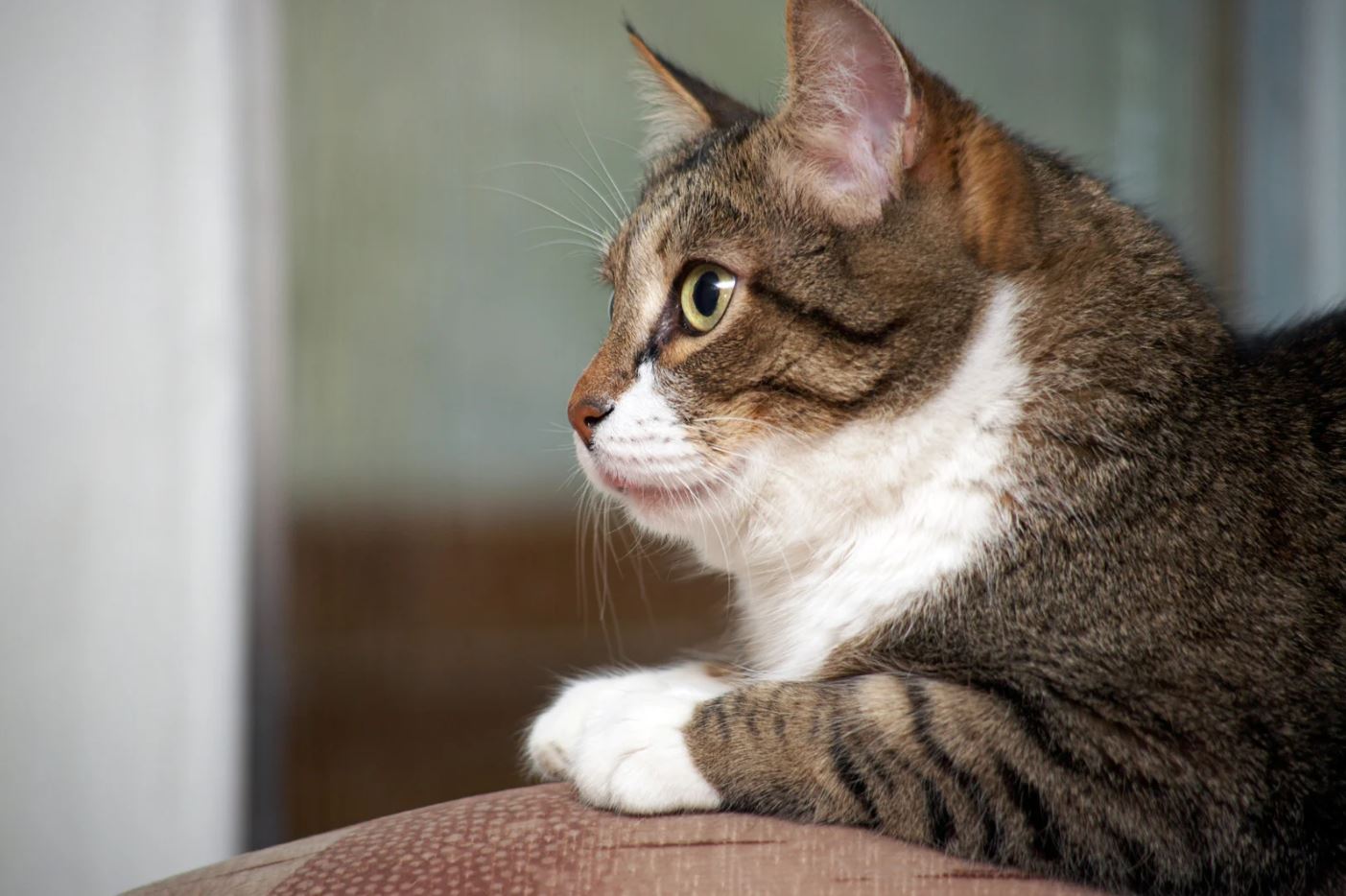 Best diet for senior cats with allergies