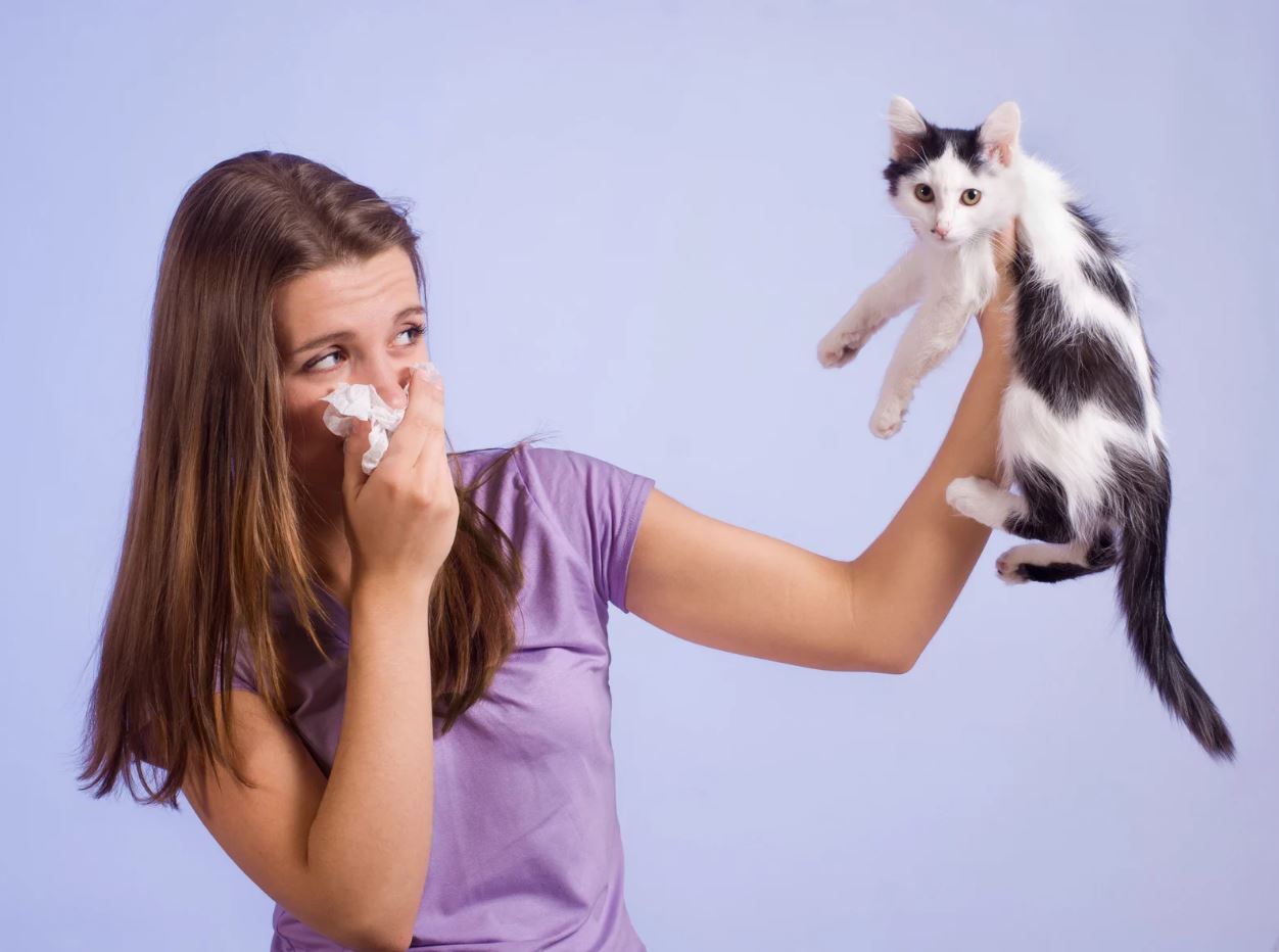 Best diet for senior cats