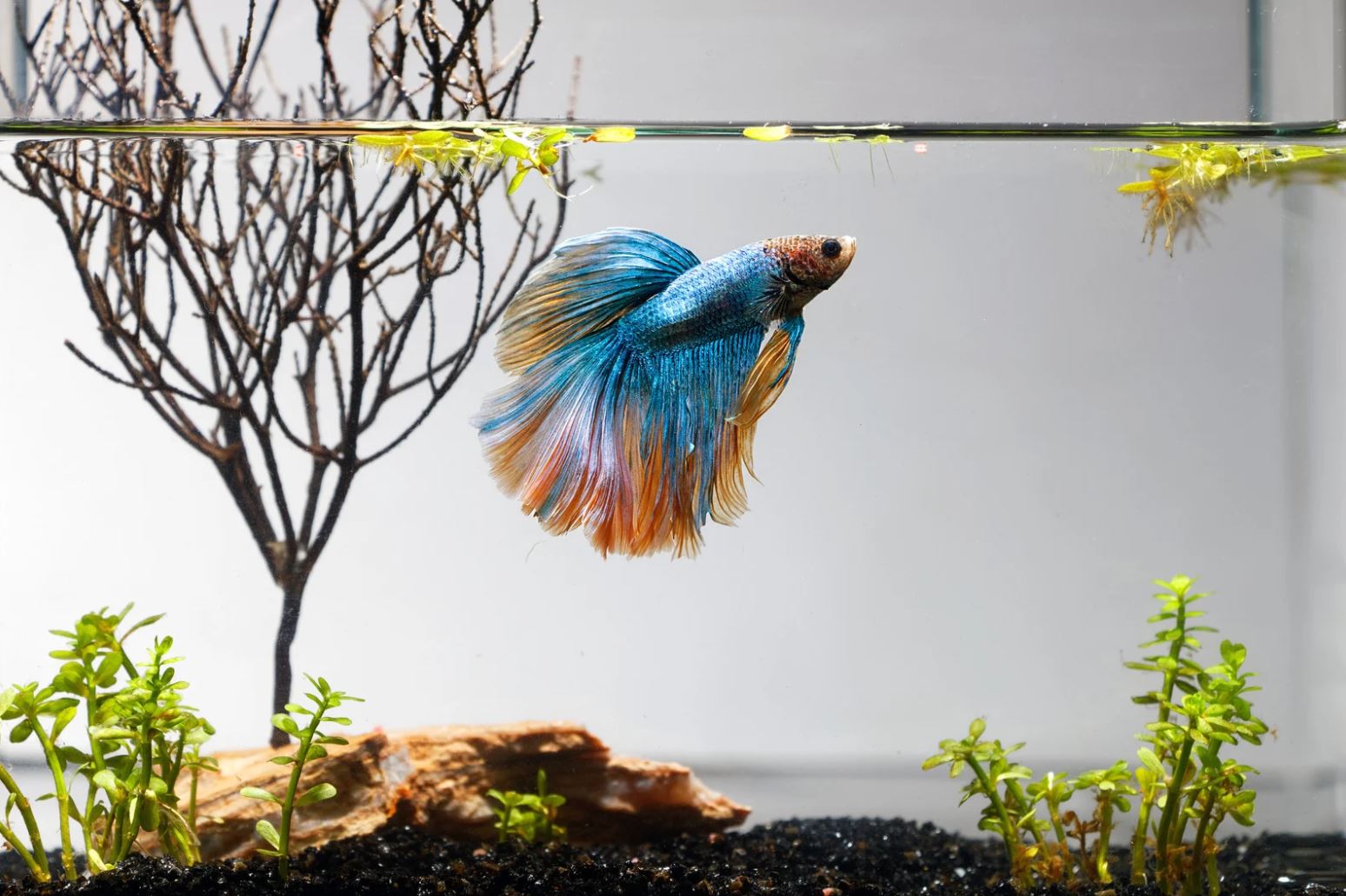 Best natural food for betta fish