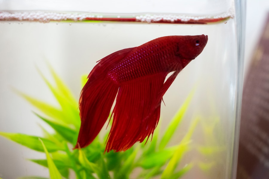 best natural food for betta fish 