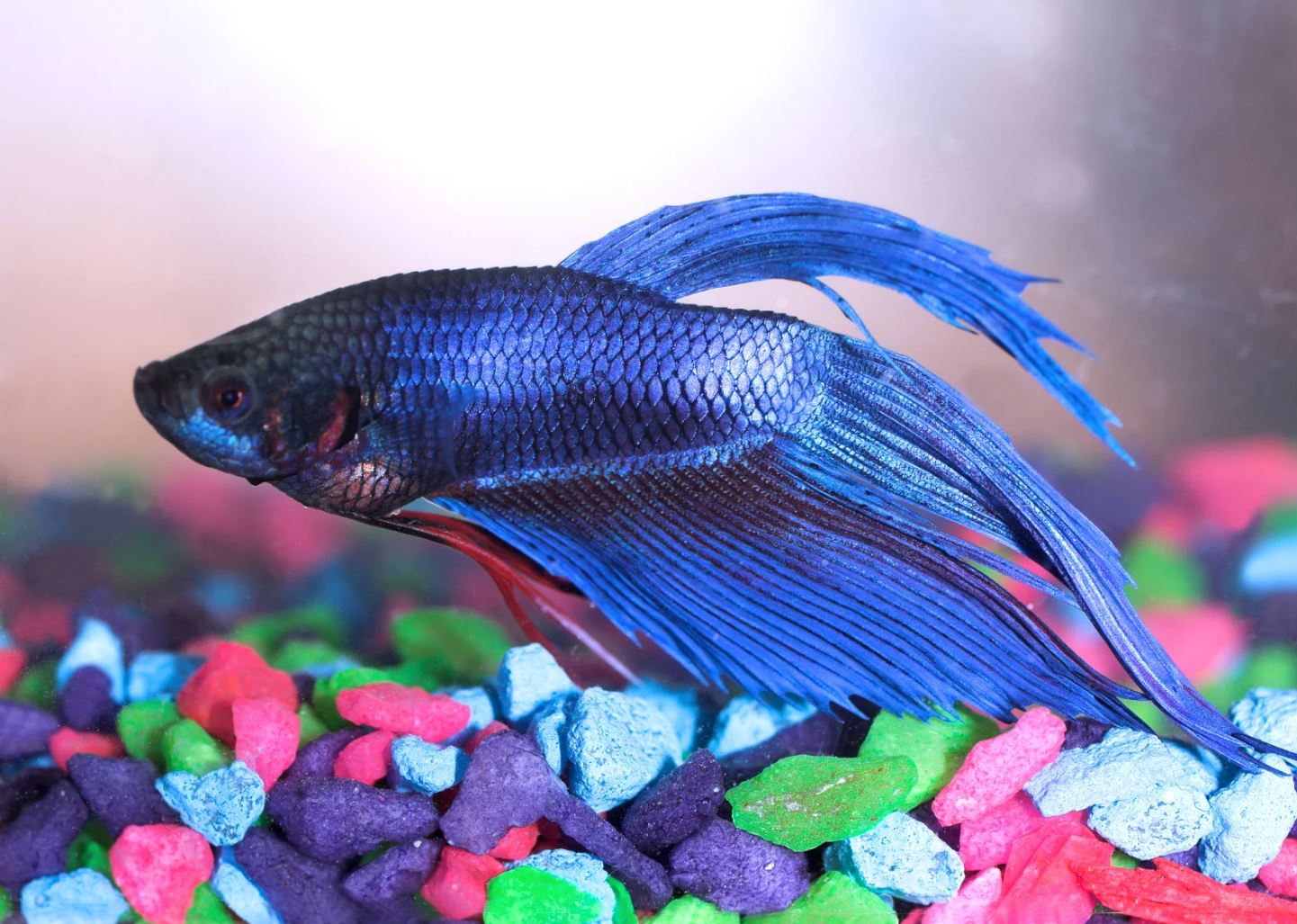 Best natural food for betta fish
