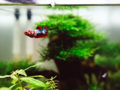 Best Natural Food for Betta Fish Health: Nutrition Tips best natural food for betta fish