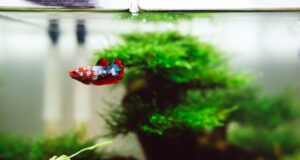 Best Natural Food for Betta Fish Health: Nutrition Tips best natural food for betta fish