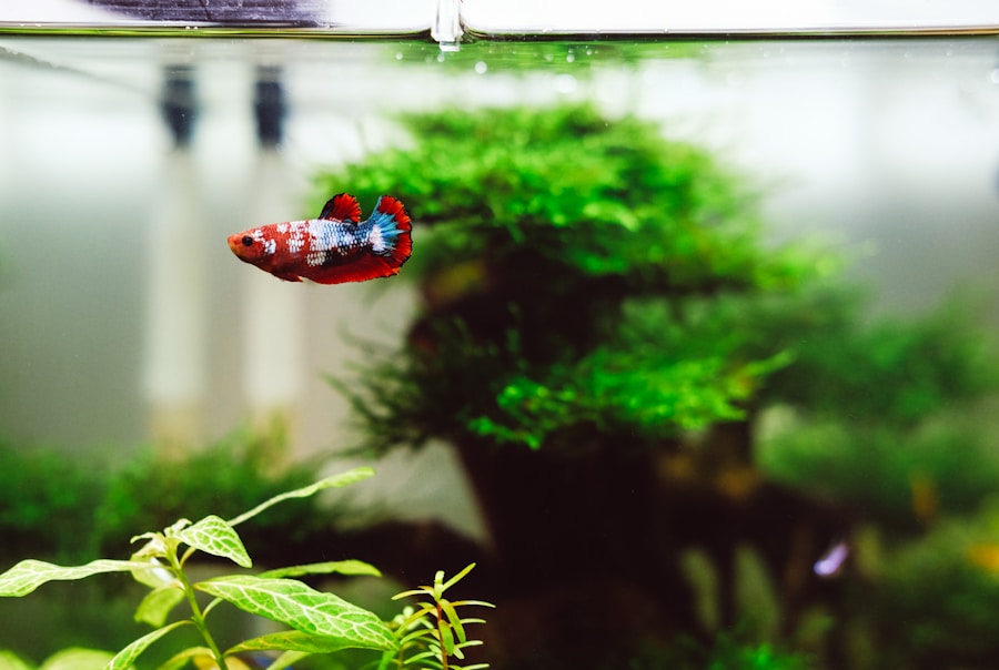 best natural food for betta fish