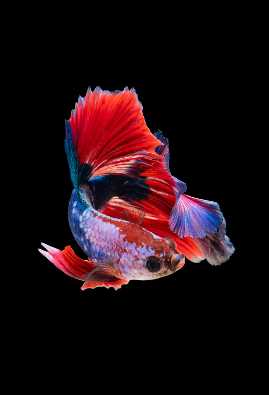 best natural food for betta fish 