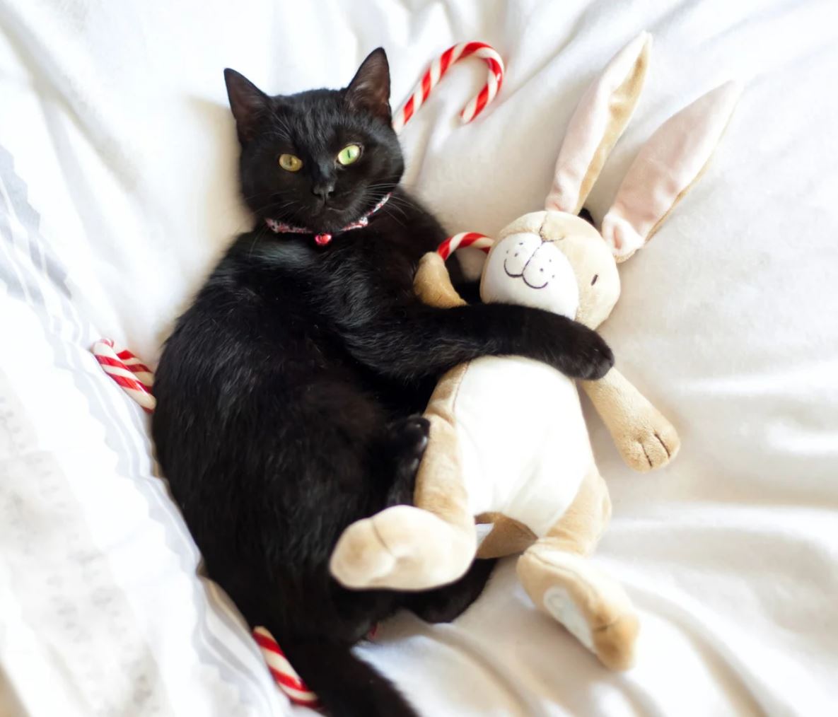 DIY cat toys for bored cats