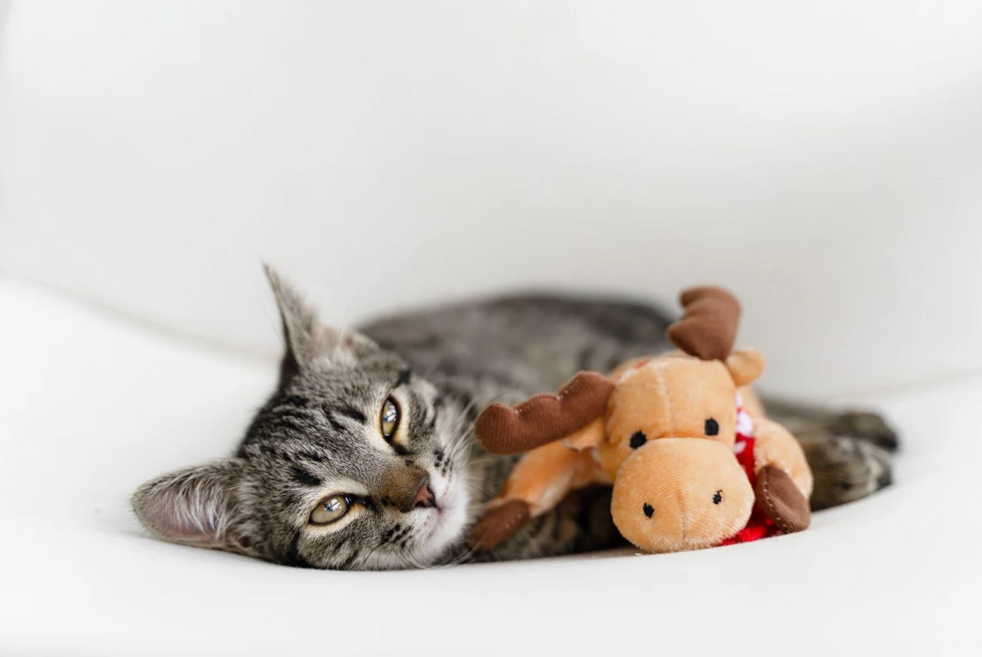 DIY cat toys for bored cats