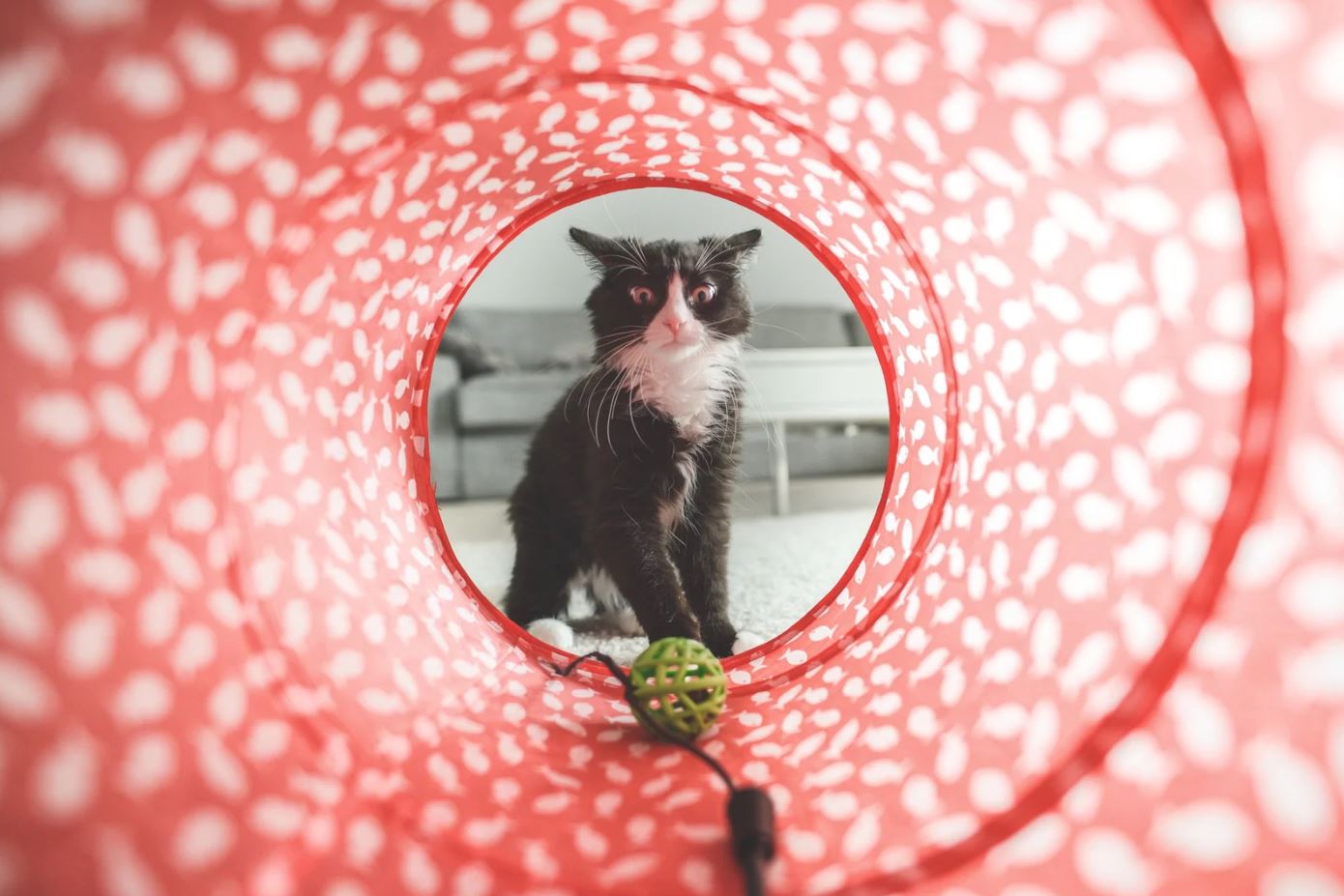 DIY cat toys for bored cats