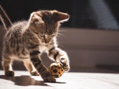 DIY Cat Toys for Bored Cats: Fun Ideas for You and Your Pet DIY cat toys for bored cats