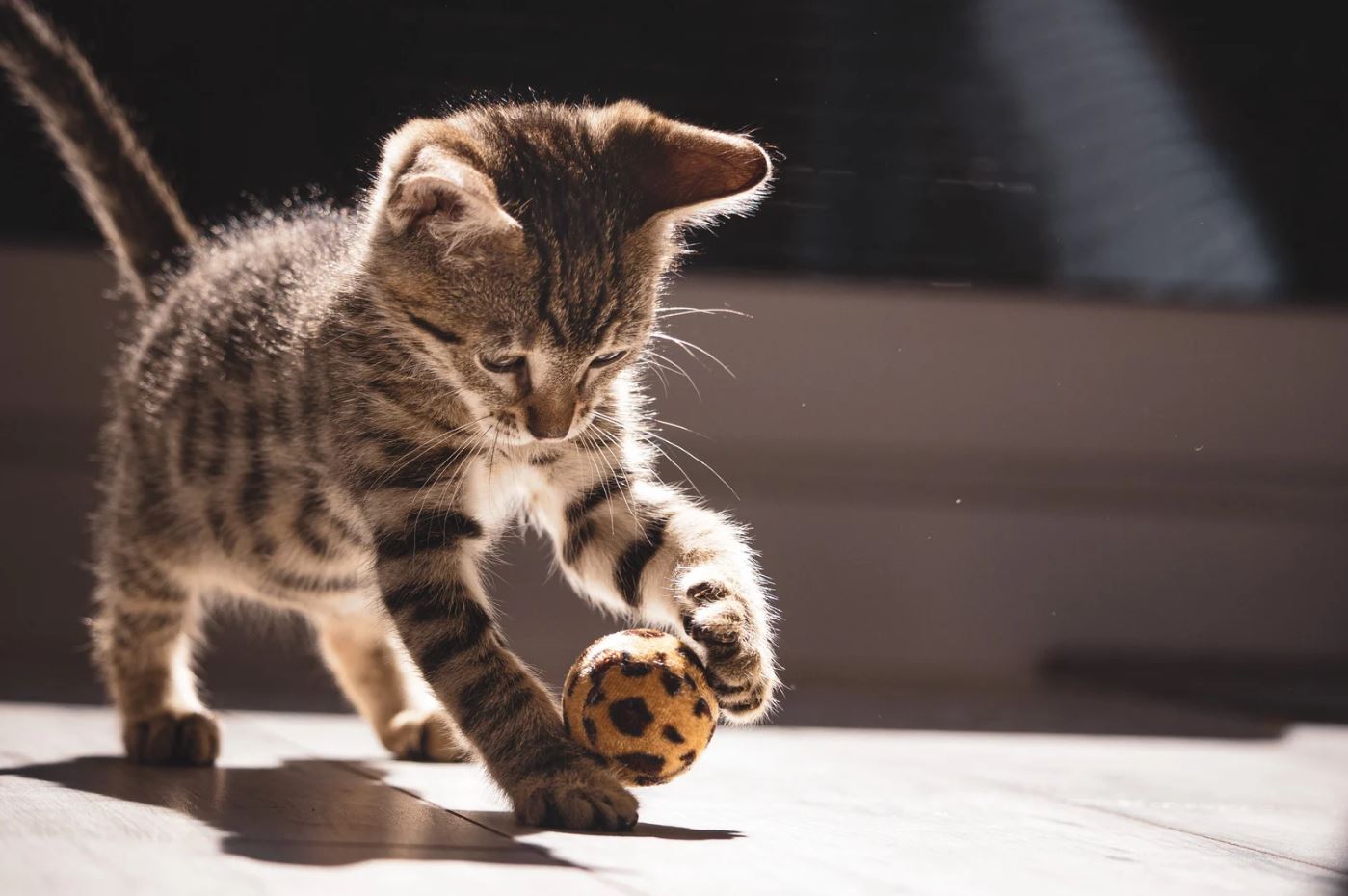 DIY cat toys for bored cats