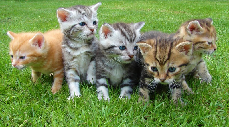 DIY cat toys for bored cats
