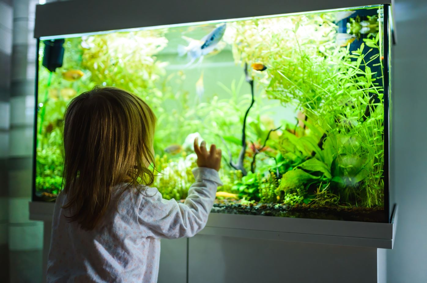 how to set up a small fish tank
