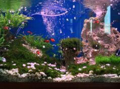 How to Set Up a Small Fish Tank Safely: Step-by-Step Guide how to set up a small fish tank