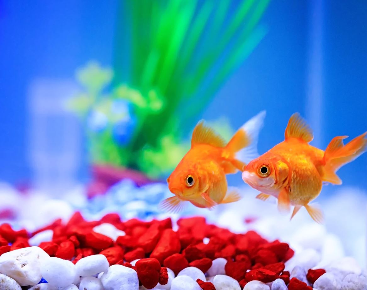 how to set up a small fish tank
