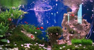 How to Set Up a Small Fish Tank Safely: Step-by-Step Guide how to set up a small fish tank