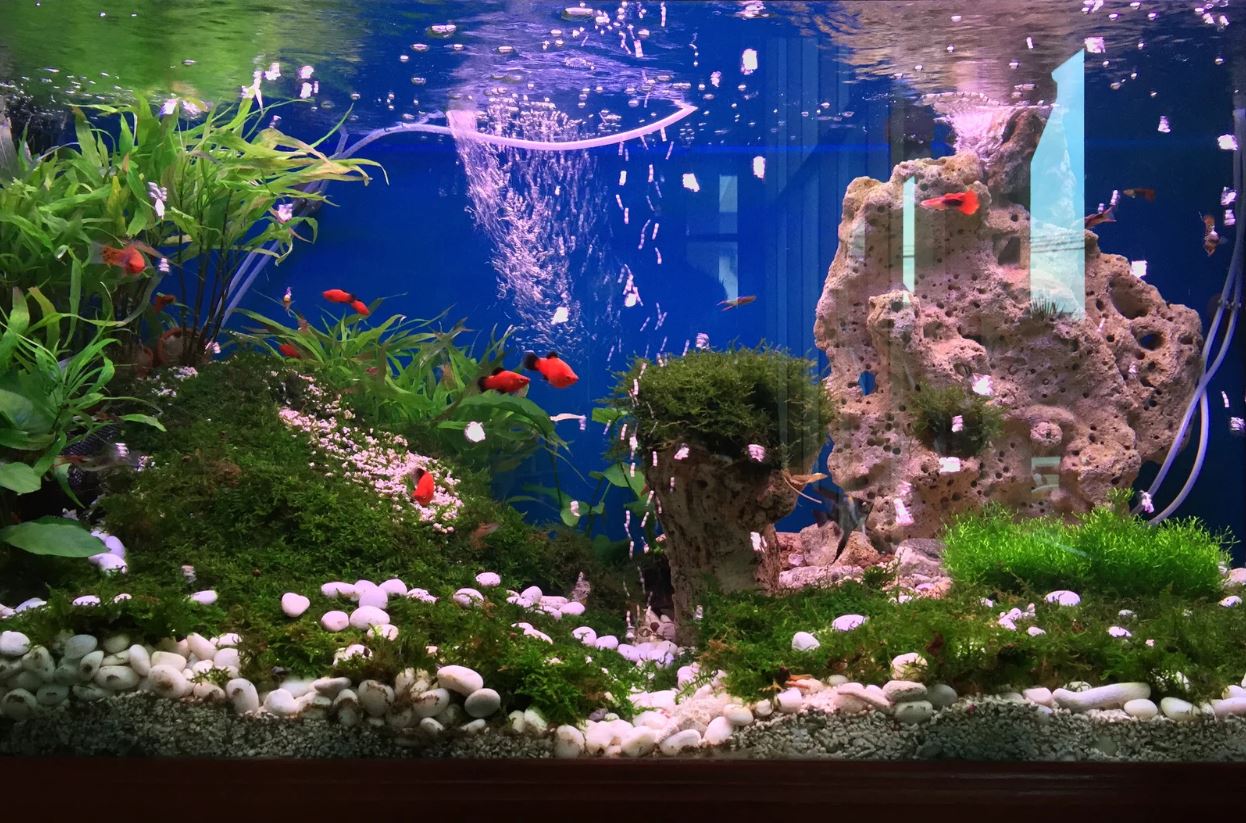 how to set up a small fish tank