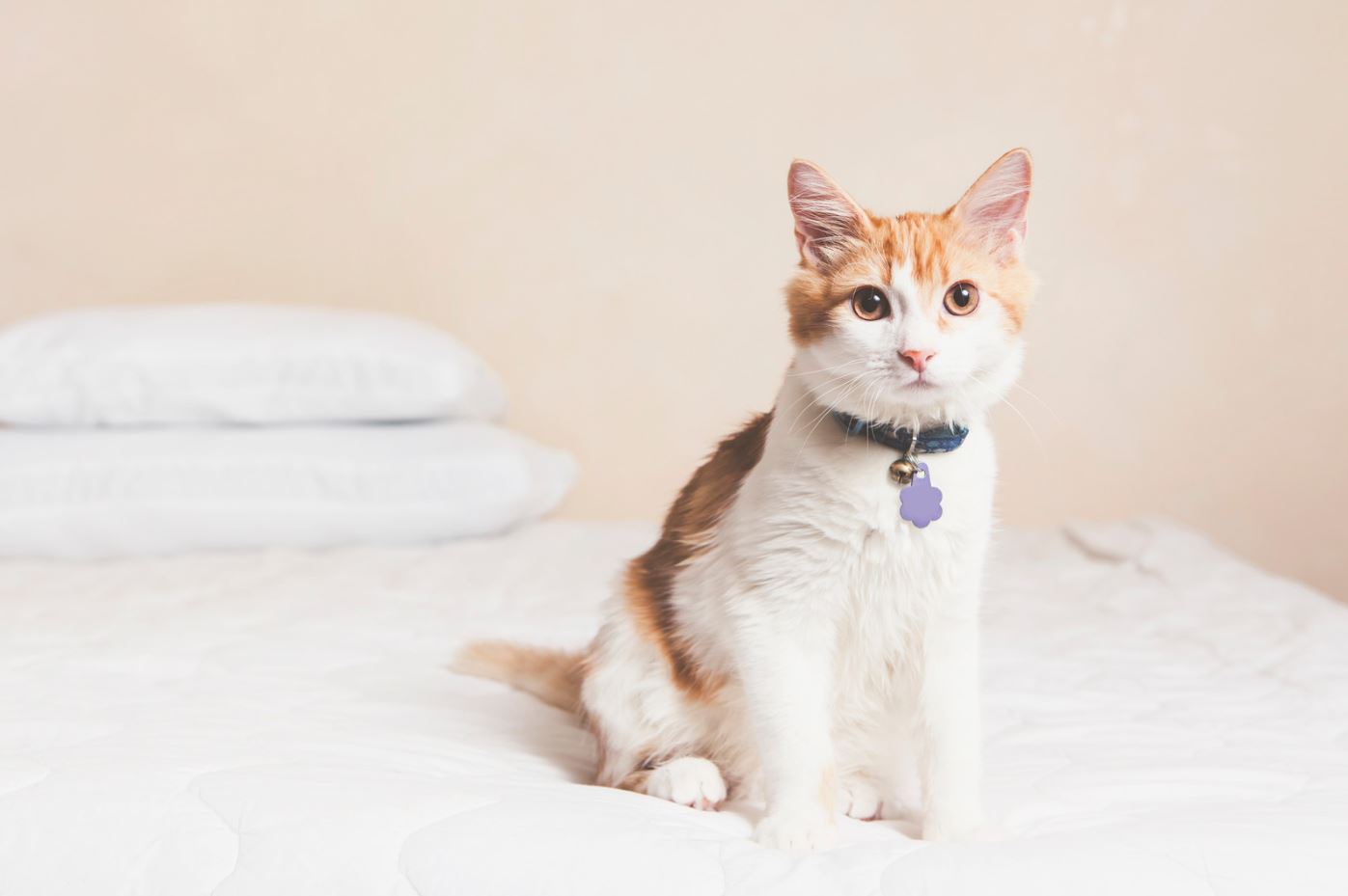 How to reduce cat shedding at home