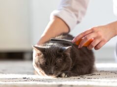 How to Reduce Cat Shedding at Home: Tips for a Cleaner Space How to reduce cat shedding at home