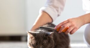 How to Reduce Cat Shedding at Home: Tips for a Cleaner Space How to reduce cat shedding at home