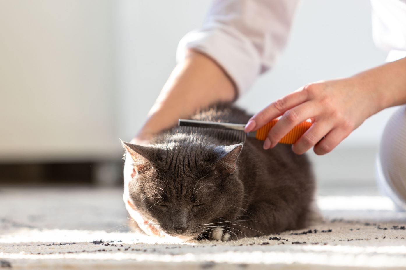 How to reduce cat shedding at home