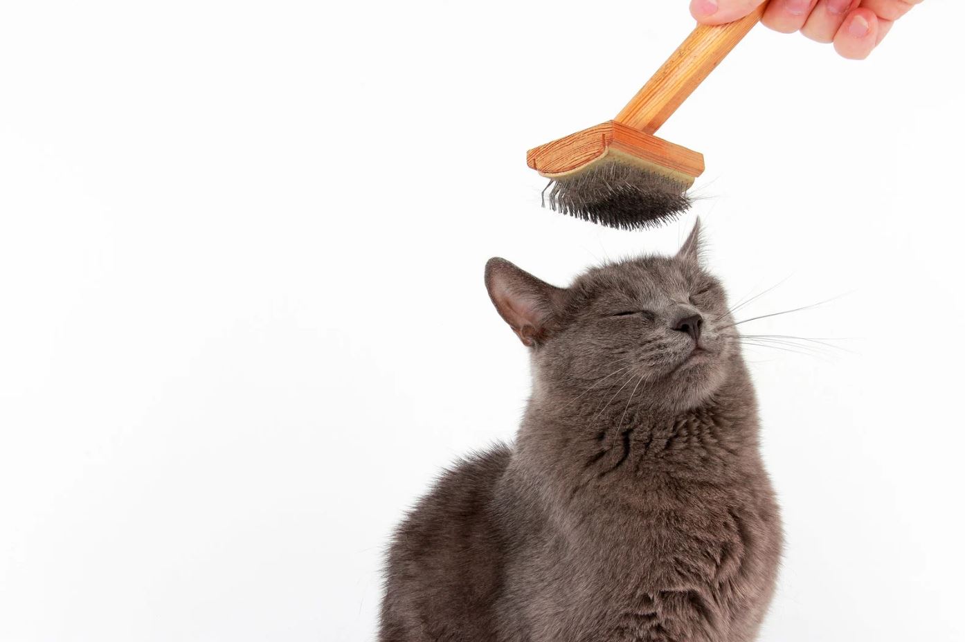 How to reduce cat shedding at home