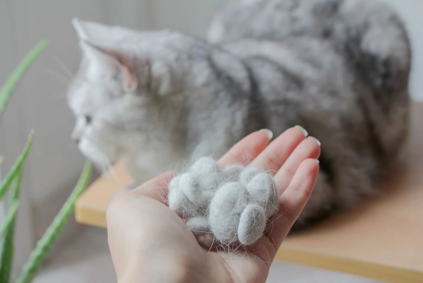 How to reduce cat shedding at home