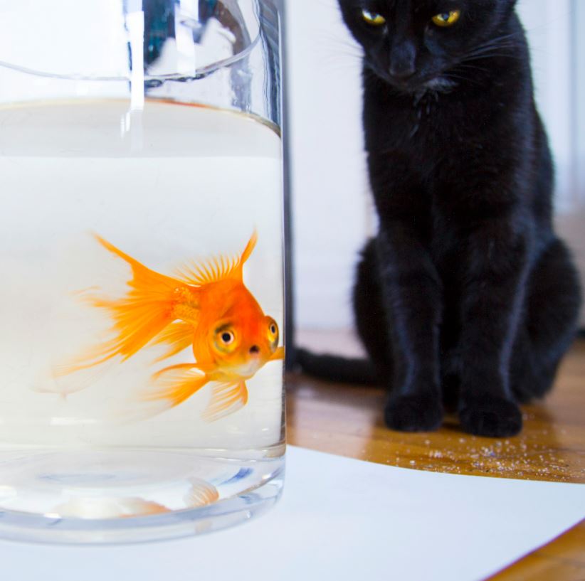 why is my fish not eating