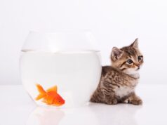 Why Is My Fish Not Eating? Solutions for Fish Owners why is my fish not eating