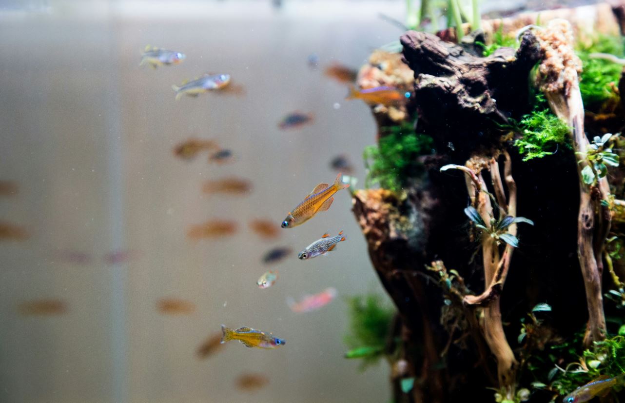 Why is my fish not eating