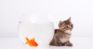 Why Is My Fish Not Eating? Solutions for Fish Owners why is my fish not eating