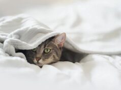 Why Does My Cat Scratch Furniture? Solutions for a Peaceful Home Why does my cat scratch furniture