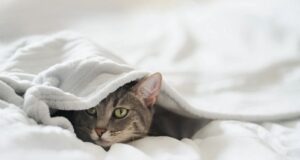 Why Does My Cat Scratch Furniture? Solutions for a Peaceful Home Why does my cat scratch furniture